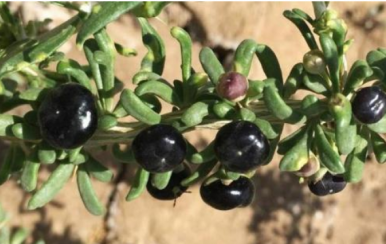 女吃黑枸杞淡斑抗皺，男吃黑枸杞提高性功能！